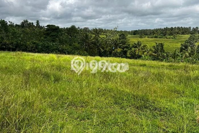 Lahan Dijual Lokasi Strategis di Tabanan dengan Luas 4850m2 Lahan Dijual Lokasi Strategis di Tabanan dengan Luas 4850m2