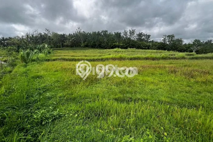 Lahan Dijual Lokasi Strategis di Tabanan dengan Luas 4850m2 Lahan Dijual Lokasi Strategis di Tabanan dengan Luas 4850m2