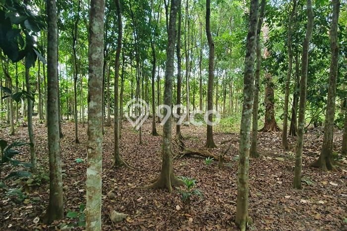 Tanah untuk Dijual Lokasi Tangse, Pidie Luas 250000m2 SHM Tanah untuk Dijual Lokasi Tangse, Pidie Luas 250000m2 SHM