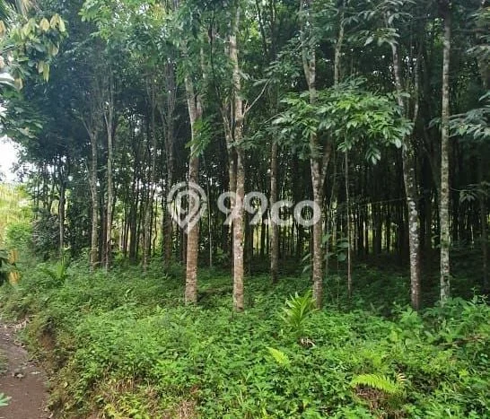 Tanah untuk Dijual Lokasi Tangse, Pidie Luas 250000m2 SHM Tanah untuk Dijual Lokasi Tangse, Pidie Luas 250000m2 SHM