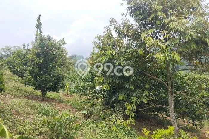 Kavling Tanah Dijual di Cikalongkulon Cianjur Spesifikasi 30000m2 Kavling Tanah Dijual di Cikalongkulon Cianjur Spesifikasi 30000m2