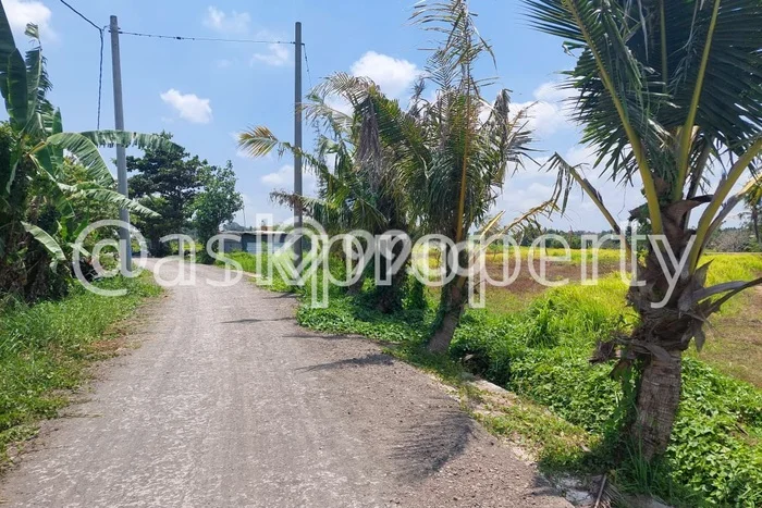 Tanah Kavling Dijual di Kedungu, Tabanan dengan Luas Tanah 630m2 Tanah Kavling Dijual di Kedungu, Tabanan dengan Luas Tanah 630m2