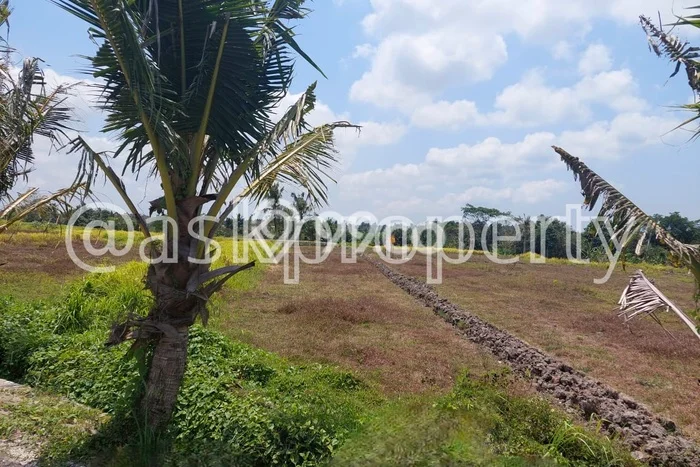 Tanah Kavling Dijual di Kedungu, Tabanan dengan Luas Tanah 630m2 Tanah Kavling Dijual di Kedungu, Tabanan dengan Luas Tanah 630m2