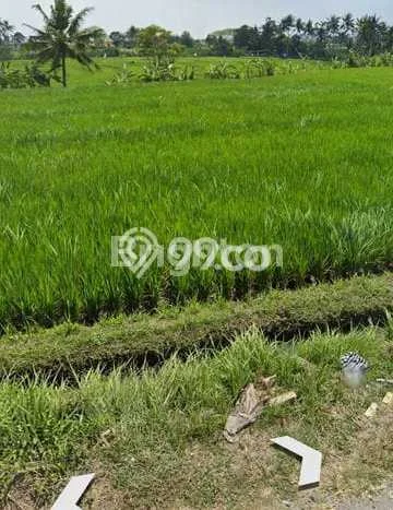 Tanah Disewakan Lokasi Badung Seluas 300m2 Strategis dan Aman Tanah Disewakan Lokasi Badung Seluas 300m2 Strategis dan Aman