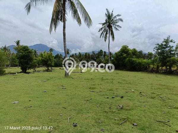 Jarang Ada! Tanah di Melaya Punya Luas 7800m2 SHM Jarang Ada! Tanah di Melaya Punya Luas 7800m2 SHM