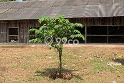Kavling Tanah Dijual di Ciseeng Bogor Spesifikasi 10000m2 Kavling Tanah Dijual di Ciseeng Bogor Spesifikasi 10000m2