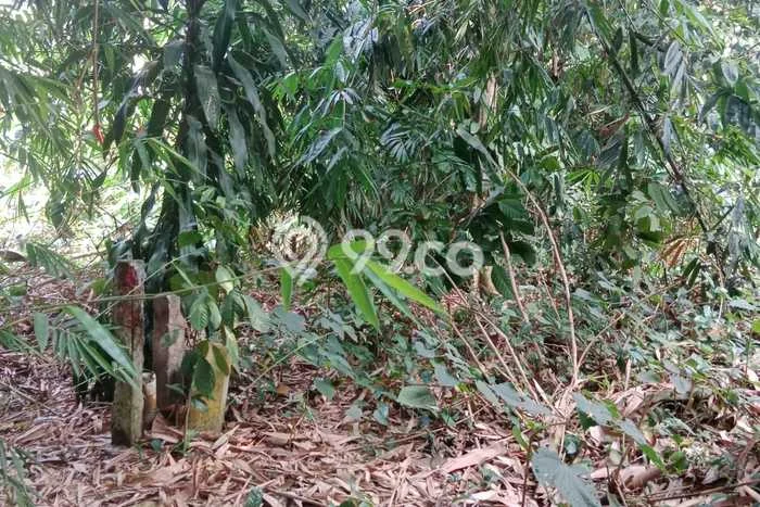 Kavling Tanah Disewakan di Cisauk Tangerang Luas 3100m2 Strategis Kavling Tanah Disewakan di Cisauk Tangerang Luas 3100m2 Strategis
