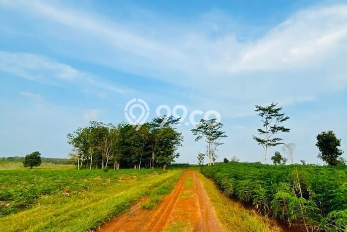 Tanah Kosong Dijual di Lampung Utara dengan Area 32960m2 Tanah Kosong Dijual di Lampung Utara dengan Area 32960m2