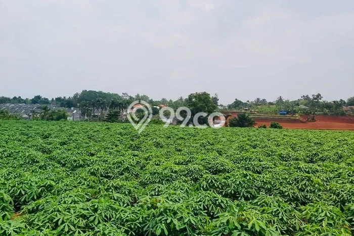 Lahan Kosong Dijual di Kemang, Bogor, Luas 3000m2 Area Strategis Lahan Kosong Dijual di Kemang, Bogor, Luas 3000m2 Area Strategis