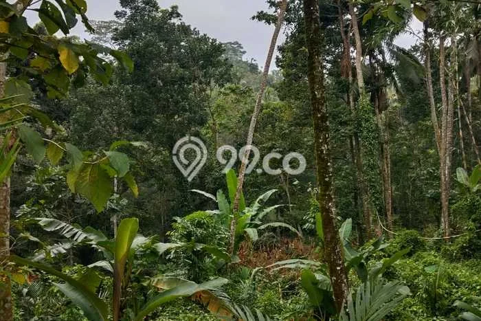 Tanah Investasi Dijual di Gianyar Punya Luas 5400m2 Tanah Investasi Dijual di Gianyar Punya Luas 5400m2