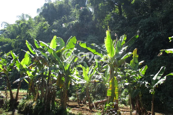 Tanah Dijual Area Strategis di Lembang Bandung 3165m2 Tanah Dijual Area Strategis di Lembang Bandung 3165m2