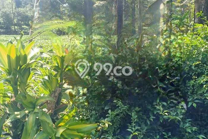 Tanah untuk Dijual di Bumijawa Tegal Luas 10900m2 Tanah untuk Dijual di Bumijawa Tegal Luas 10900m2