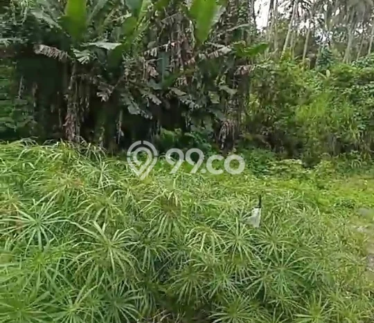 Tanah Dijual Area Strategis di Sayan Gianyar 28000m2 Tanah Dijual Area Strategis di Sayan Gianyar 28000m2