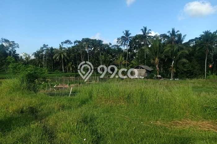 Tanah Kavling Dijual di Pejeng, Gianyar dengan Luas Tanah 4590m2 Tanah Kavling Dijual di Pejeng, Gianyar dengan Luas Tanah 4590m2