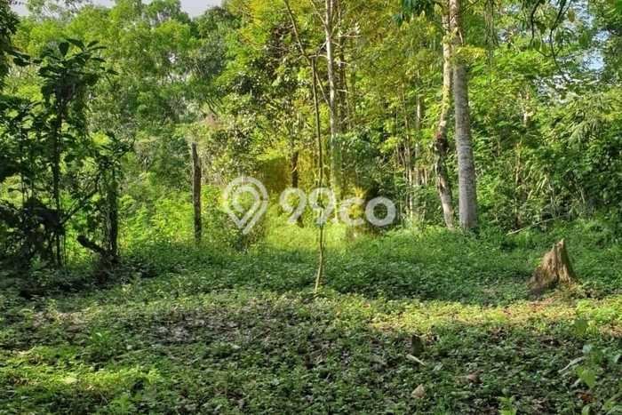 Lahan untuk Dijual di Payangan Gianyar Luas 100000m2 Lahan untuk Dijual di Payangan Gianyar Luas 100000m2