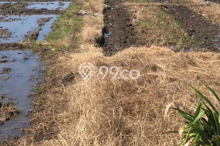 Tanah Investasi Dijual di Tabanan Punya Luas 14400m2 Tanah Investasi Dijual di Tabanan Punya Luas 14400m2