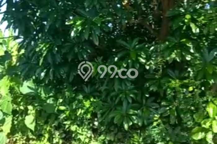 Tanah Siap Bangun Dijual di Badung Punya Luas 1000m2 Tanah Siap Bangun Dijual di Badung Punya Luas 1000m2