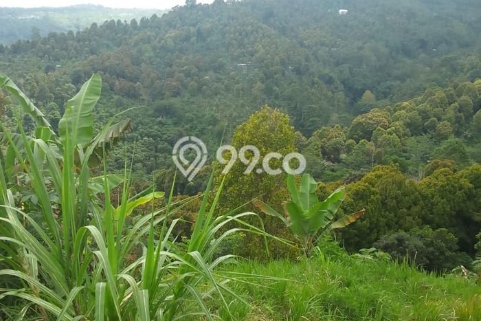Tanah Dijual Area Strategis di Munduk Buleleng 30000m2 Tanah Dijual Area Strategis di Munduk Buleleng 30000m2