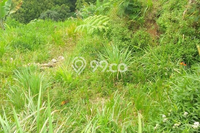 Tanah Dijual Area Strategis di Munduk Buleleng 30000m2 Tanah Dijual Area Strategis di Munduk Buleleng 30000m2