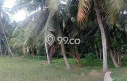 Tanah Kavling untuk Dijual di Rajeg Tangerang 955m2 Tanah Kavling untuk Dijual di Rajeg Tangerang 955m2