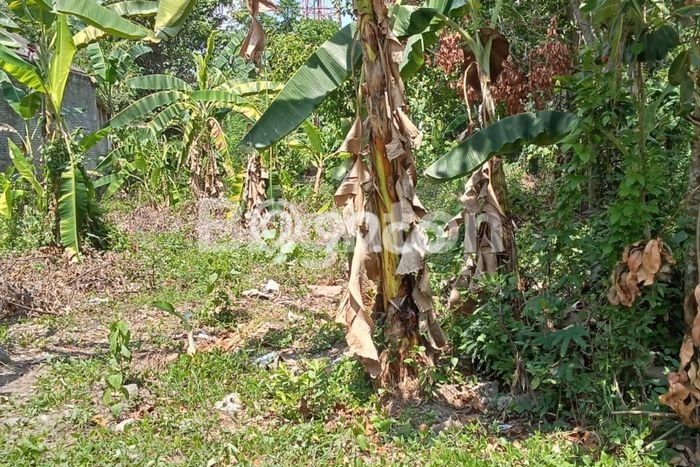 Tanah Dijual Lokasi Kalasan, Sleman Luas 725m2 Legalitas Aman Tanah Dijual Lokasi Kalasan, Sleman Luas 725m2 Legalitas Aman