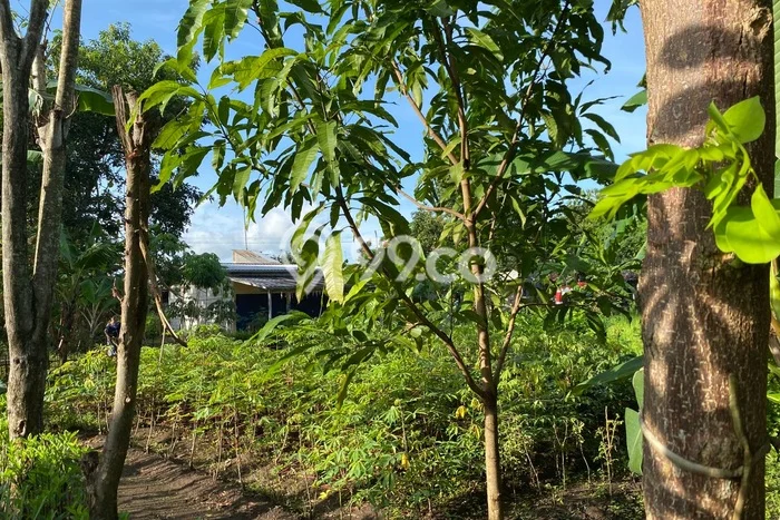 Jarang Ada! Tanah di Lebaksiu Punya Luas 210m2 SHM Jarang Ada! Tanah di Lebaksiu Punya Luas 210m2 SHM