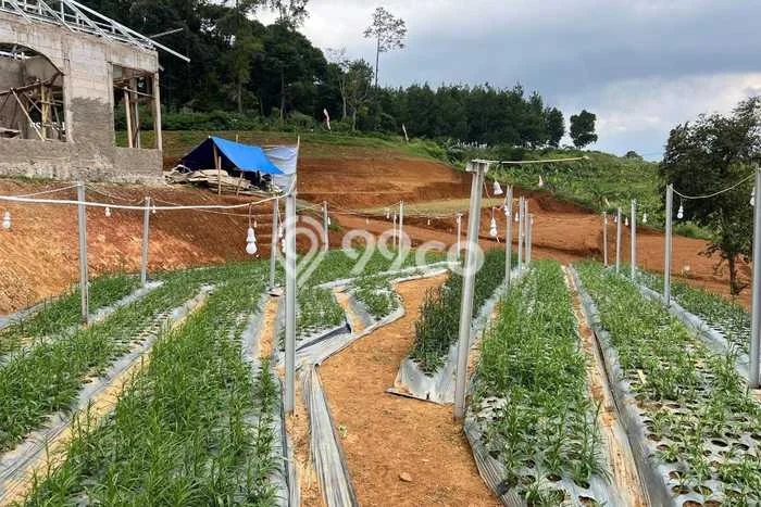 Dijual Tanah di Cipanas Cianjur Luas 120m2 SHM Dijual Tanah di Cipanas Cianjur Luas 120m2 SHM
