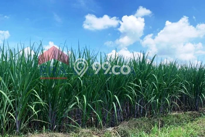 Tanah di Gondanglegi, Malang Luas 6850m2 Dijual Segera Tanah di Gondanglegi, Malang Luas 6850m2 Dijual Segera