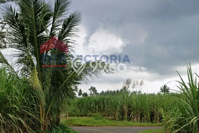 Tanah di Gondanglegi, Malang Luas 6850m2 Dijual Segera Tanah di Gondanglegi, Malang Luas 6850m2 Dijual Segera