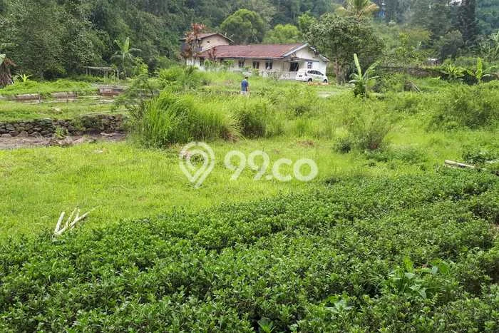 Jarang Ada! Tanah di Cipanas Punya Luas 5750m2 SHM Jarang Ada! Tanah di Cipanas Punya Luas 5750m2 SHM