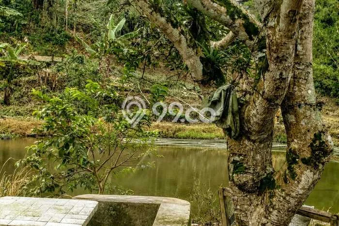 Jarang Ada! Tanah di Cipanas Punya Luas 5750m2 SHM Jarang Ada! Tanah di Cipanas Punya Luas 5750m2 SHM
