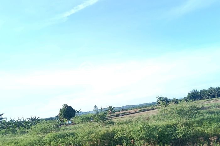 Tanah Dijual Lokasi Babulu, Penajam Paser Utara Luas 400000m2 Legalitas Aman Tanah Dijual Lokasi Babulu, Penajam Paser Utara Luas 400000m2 Legalitas Aman