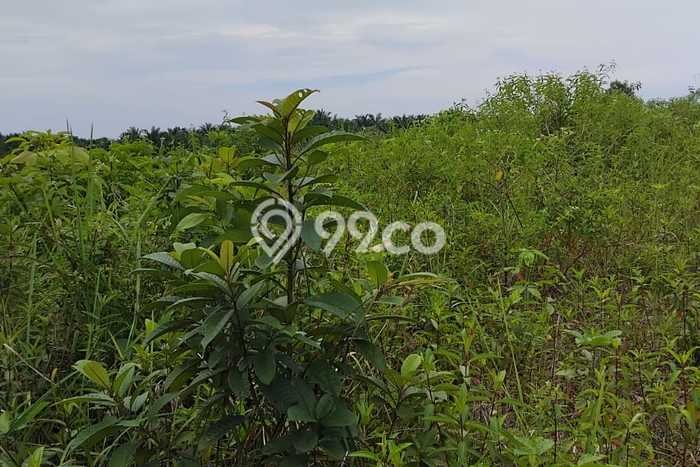 Tanah Dijual Lokasi Penajam Penajam Paser Utara SHM Tanah Dijual Lokasi Penajam Penajam Paser Utara SHM