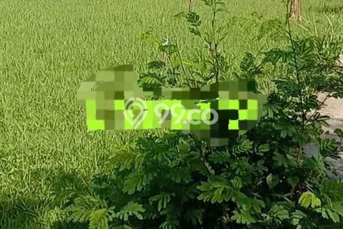 Lahan untuk Dijual Lokasi Gerokgak, Buleleng Luas 50000m2 SHM Lahan untuk Dijual Lokasi Gerokgak, Buleleng Luas 50000m2 SHM