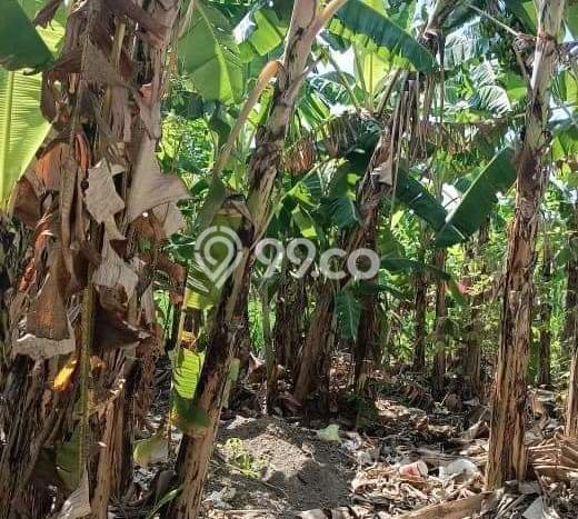 Rumah Premium di Denpasar Lokasi Strategis Kondisi Terawat Rumah Premium di Denpasar Lokasi Strategis Kondisi Terawat