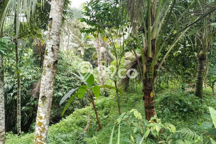 Tanah Kavling Dijual di Gianyar dengan Spesifikasi 6400m2 Tanah Kavling Dijual di Gianyar dengan Spesifikasi 6400m2