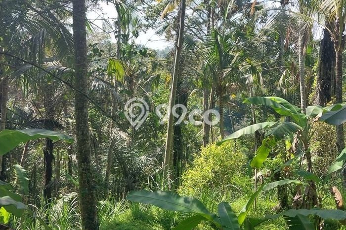 Lahan Dijual Lokasi Strategis di Gianyar dengan Luas 6000m2 Lahan Dijual Lokasi Strategis di Gianyar dengan Luas 6000m2