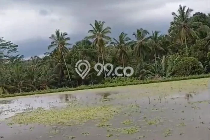 Tanah di Payangan, Gianyar Luas 3000m2 Dijual Segera Tanah di Payangan, Gianyar Luas 3000m2 Dijual Segera