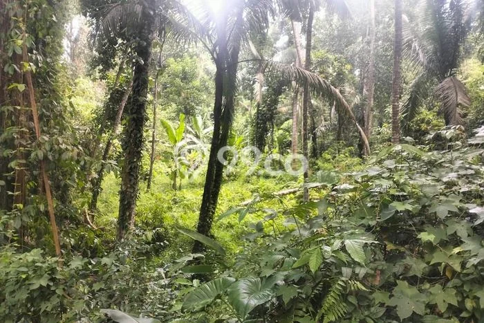 Dijual Tanah di Tabanan, Luas 1700m2 - Dijual Tanah di Tabanan, Luas 1700m2 -