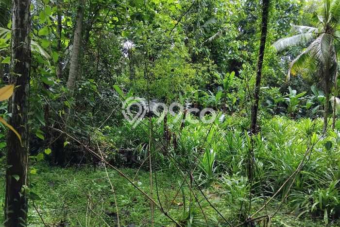 Untuk Disewa Tanah di Badung, Luas 5100m2 Area Berkembang Untuk Disewa Tanah di Badung, Luas 5100m2 Area Berkembang