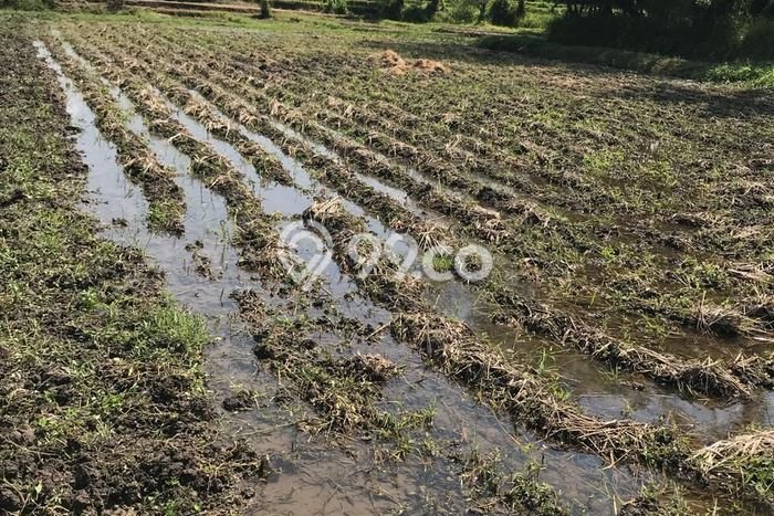 Disewakan Tanah di Tabanan, Luas 70000m2 Area Berkembang Disewakan Tanah di Tabanan, Luas 70000m2 Area Berkembang