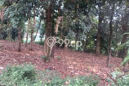 Lahan untuk Dijual Lokasi Parung, Bogor Luas 1208m2 SHM Lahan untuk Dijual Lokasi Parung, Bogor Luas 1208m2 SHM