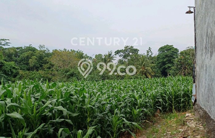 Kavling Tanah Dijual di Kalianda Lampung Selatan Spesifikasi 4430m2 Kavling Tanah Dijual di Kalianda Lampung Selatan Spesifikasi 4430m2