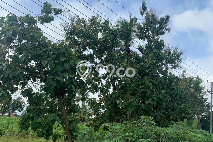 Lahan Strategis di Terbanggi Besar Lampung Tengah Disewakan dengan Luas 20000m2 Lahan Strategis di Terbanggi Besar Lampung Tengah Disewakan dengan Luas 20000m2