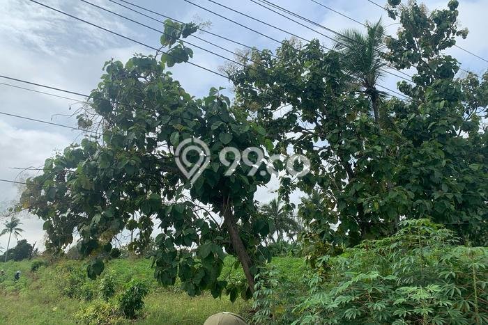Lahan Strategis di Terbanggi Besar Lampung Tengah Disewakan dengan Luas 20000m2 Lahan Strategis di Terbanggi Besar Lampung Tengah Disewakan dengan Luas 20000m2