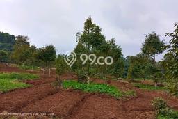 Kavling Tanah Dijual di Darangdan Purwakarta Spesifikasi 34000m2 Kavling Tanah Dijual di Darangdan Purwakarta Spesifikasi 34000m2