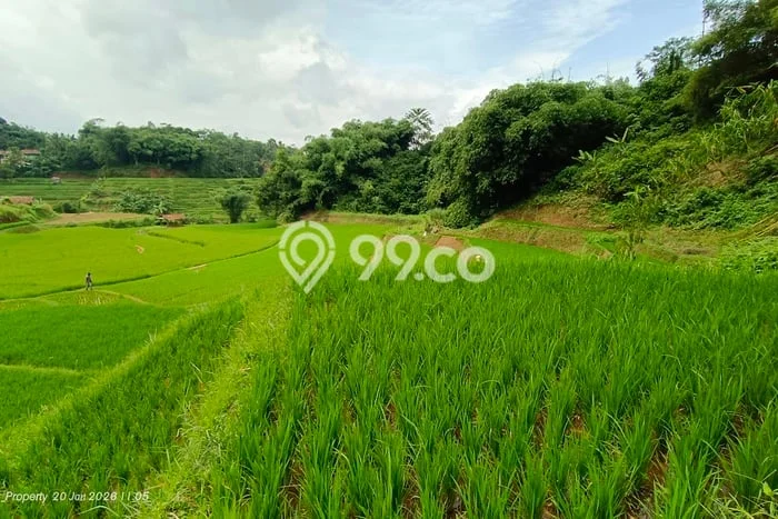 Tanah Kavling di Darangdan Dijual dengan Luas 2054m2 Tanah Kavling di Darangdan Dijual dengan Luas 2054m2
