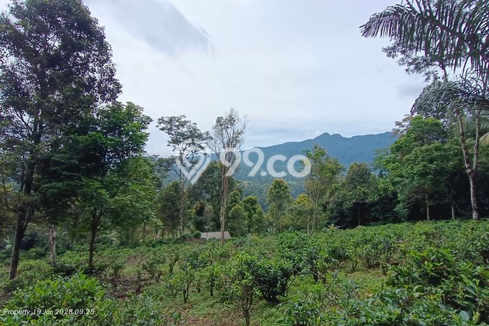 Untuk Dijual Tanah di Kiarapedes Purwakarta Luas 4200m2 AJB Untuk Dijual Tanah di Kiarapedes Purwakarta Luas 4200m2 AJB