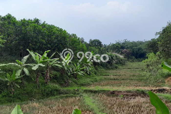 Tanah Dijual Lokasi Bogor Barat, Bogor Luas 17136m2 Legalitas Aman Tanah Dijual Lokasi Bogor Barat, Bogor Luas 17136m2 Legalitas Aman