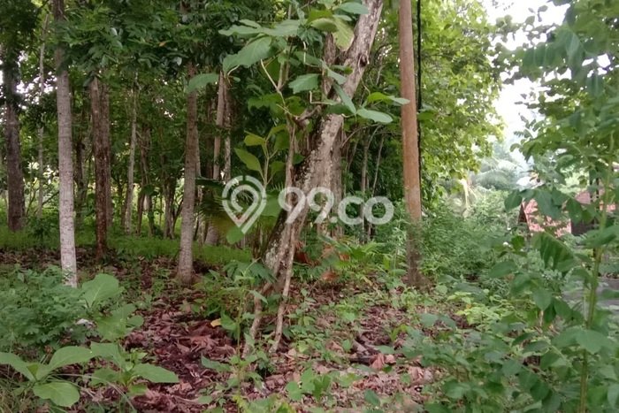 Disewakan Tanah Seluas 3730m2 di Pekutatan, Jembrana Disewakan Tanah Seluas 3730m2 di Pekutatan, Jembrana